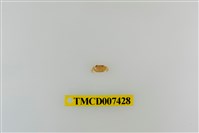 藏品(拉氏清溪蟹)的圖片